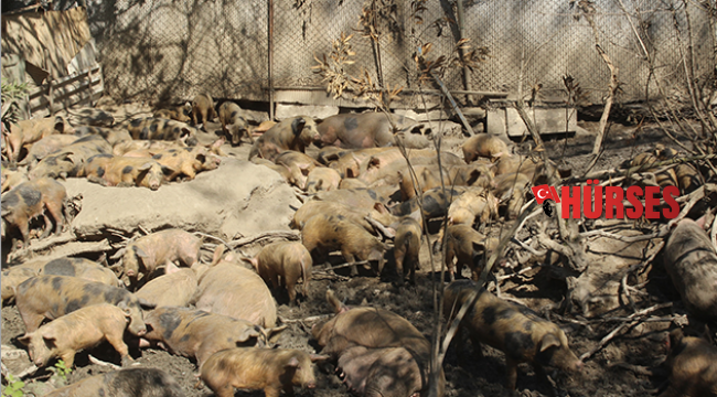 Dereye domuz leşleri atıldı iddiası
