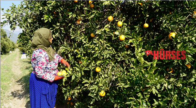 Finike portakalı dalında alıcı buluyor