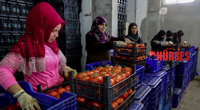 Tanzim satışa 1000 ton sebze