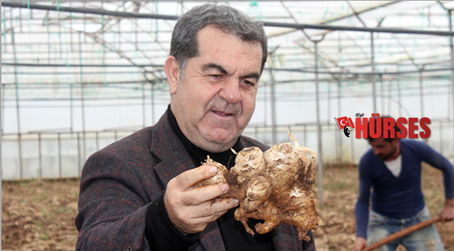 Yerli zencefil hasadı başladı