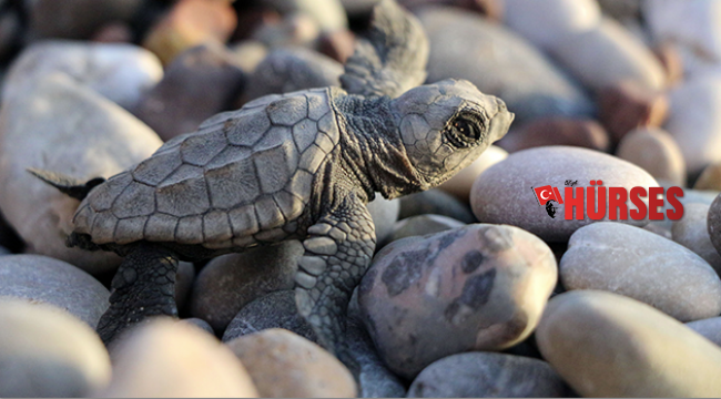 Caretta carettalar için 6 bekçi aranıyor