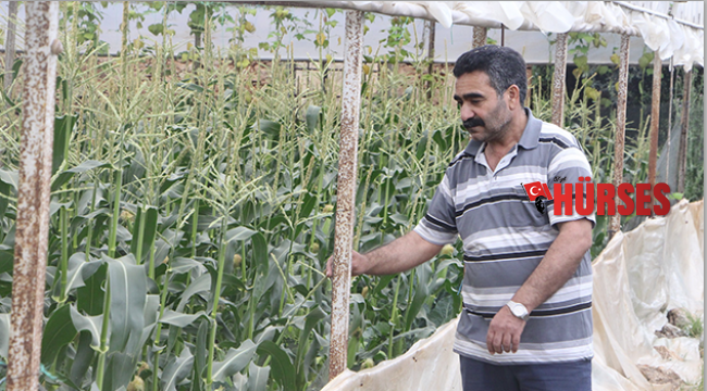 Antalyalı çiftçi ezber bozdu
