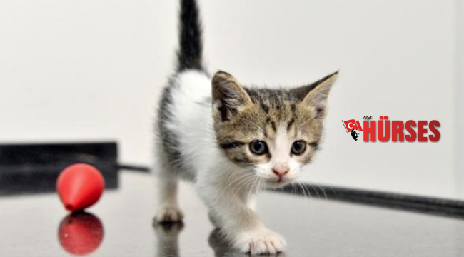 Araç motorunda Antalya’ya gelmiş