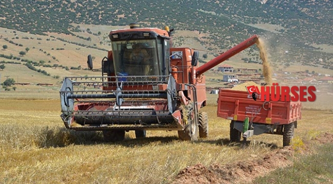 Buğday hasatı başladı