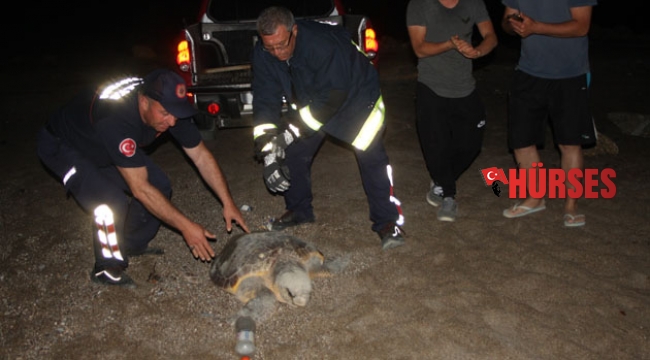 Caretta, köpeklerin  saldırısına uğradı