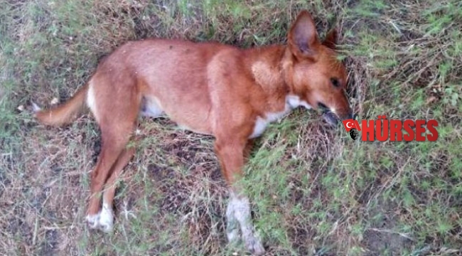 Köpek ölüsü bulundu