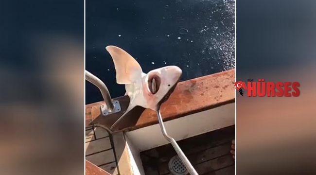 Lara’dan  köpek balığı çıktı