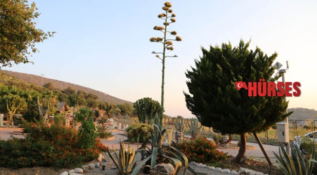 Agave bitkisi  çiçek açtı