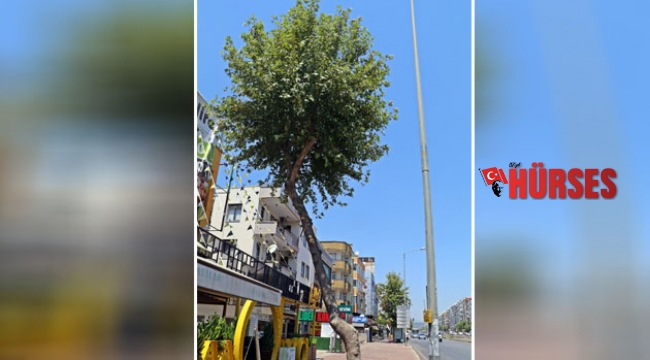 Çınar ağacına asit döküldüğü iddiası