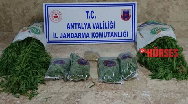 Jandarmadan kenevir operasyonu