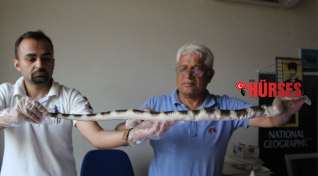 Okyanusu geçti oltaya takıldı