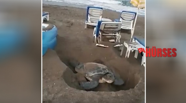 Şezlonglar arasında yumurtlama çabası