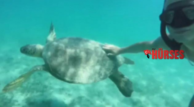 Tatilcilere fok ve caretta sürprizi