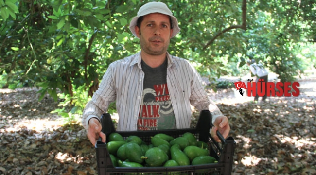Avokadoda hedef 50 milyon adet