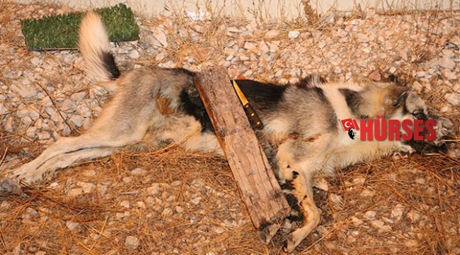 CANİLER!!