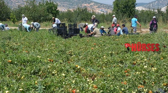 KIRMIZI ALTIN'DA HASAT ZAMANI
