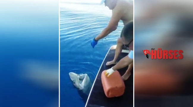 Oltaya köpekbalığı takıldı