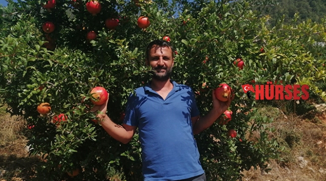 FİNİKE'DE NARLAR DALINDA SATILDI