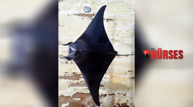 ANTALYA KÖRFEZİ'NDE 'ŞEYTAN VATOZU'
