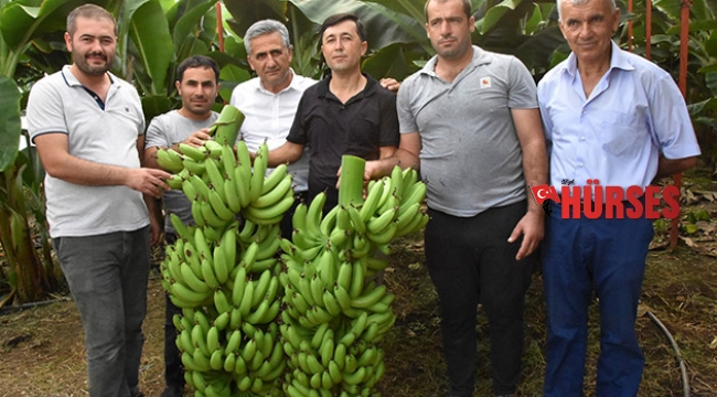 Demre'de 40 yıl sonra muz üretildi