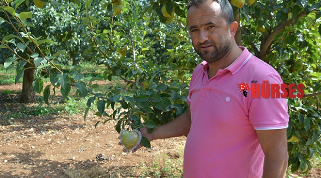 Kalp şeklinde armut yetiştirdi