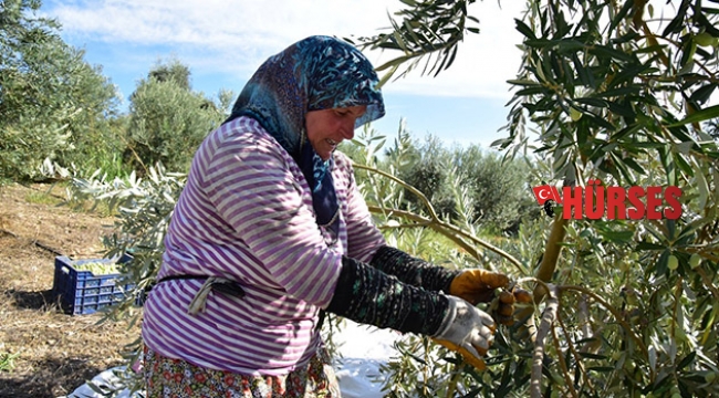 Üreticiden etkilendi  zeytin fabrikası kurdu