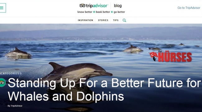 'Yunus ve balina' hassasiyeti