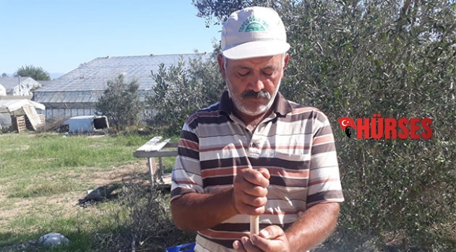Zeytin üreticisinin umudu oldu