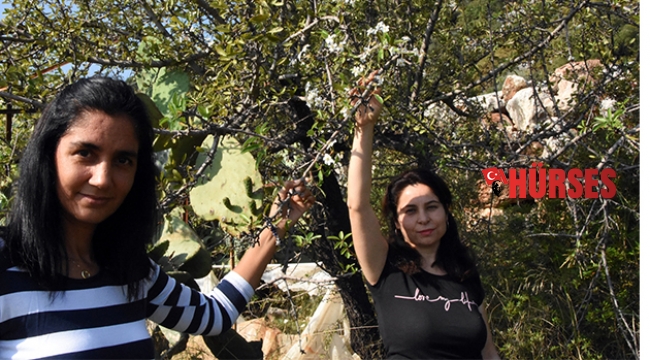 Antalya'da ağaçlar çiçek açtı