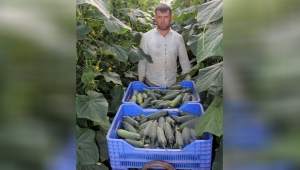 Dikenli salatalık yüz güldürdü