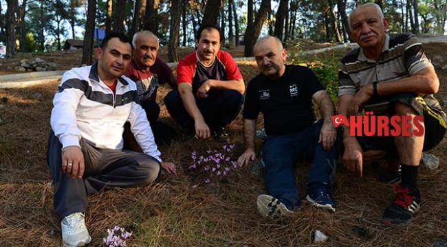 Kışın habercisi olan çiçek açıyor