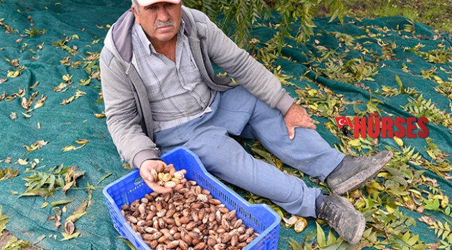 66 yıl önce getirildi  kilosu 40 tl