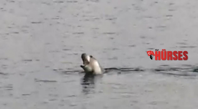 Fırtınanın habercisi foklar