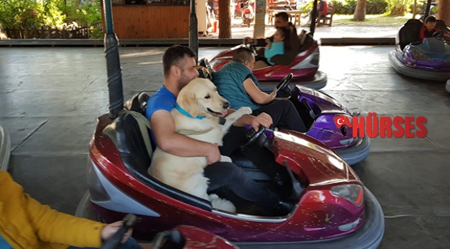 Köpeğin çarpışan oto keyfi