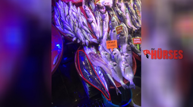 Tezgahta balon balığı çıktı