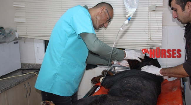 Yaralı köpeğin ezilmesini engellediler