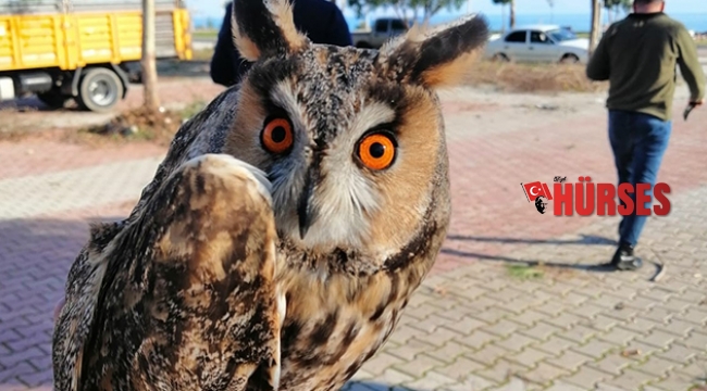 Antalya’da ‘puhu  baykuşu’ bulundu