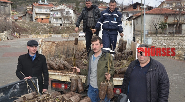 Büyükşehir’den İbradı’da çiftçilere fide desteği