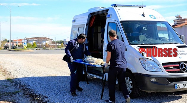 Hayvan ambulansı imdada yetişiyor