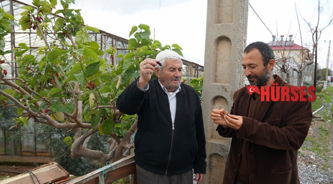 Kışın dalından kırmızı dut yediler