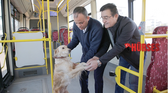 Üşüyen köpek şehir turu attı