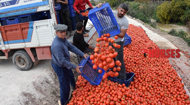 Domates üreticinin elinde kaldı