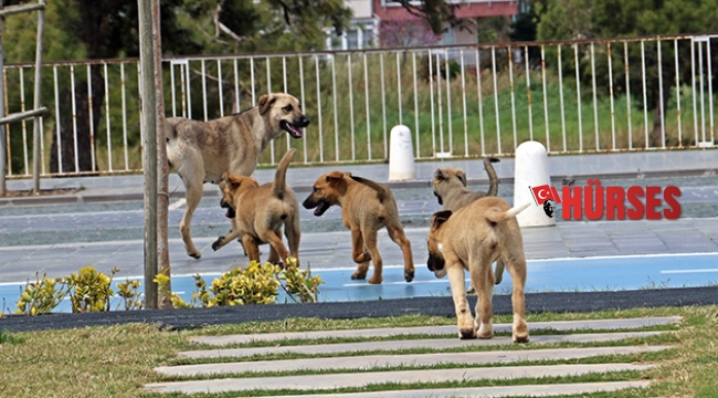 Dünyaca ünlü sahil onlara kaldı