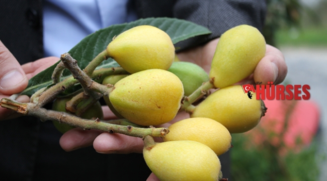 İlk hasat yapıldı