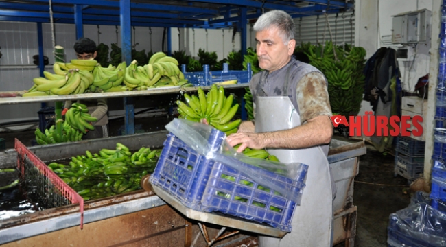 İthal muz yerli muzun fiyatını düşürdü
