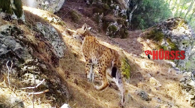 Karakulak'tan fotokapan selamı