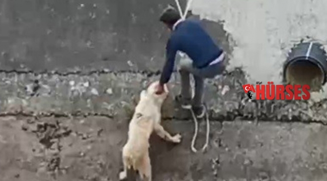 Köpek operasyonu