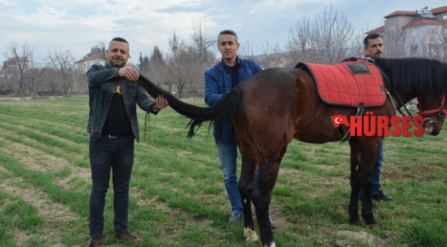 Kuyruğu kopan ata operasyon