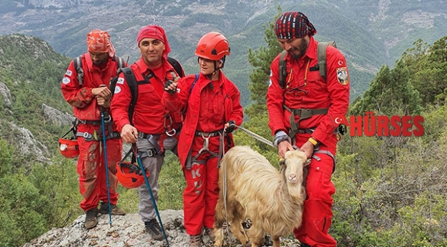 Mahsur kalan keçiyi  AKUT kurtardı