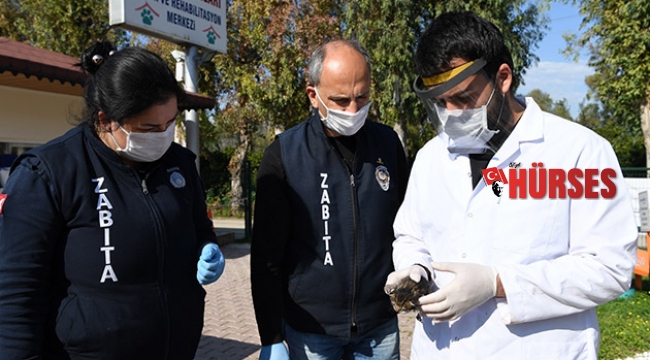Konyaaltı Belediyesi'nden yavru kediye yardım eli